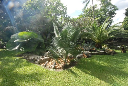 de jardins decorados com palmeiras na nossa galeria e tire ideias para de jardins decorados com palmeiras na nossa galeria e tire ideias para