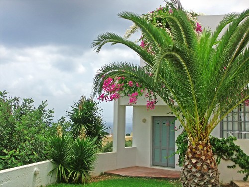 jardins decorados com palmeiras