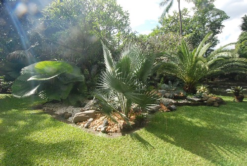 jardins com palmeiras