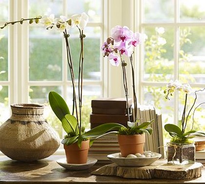 Decoração com orquídeas